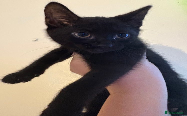 Mixed Breed cats for sale - Advert 1
