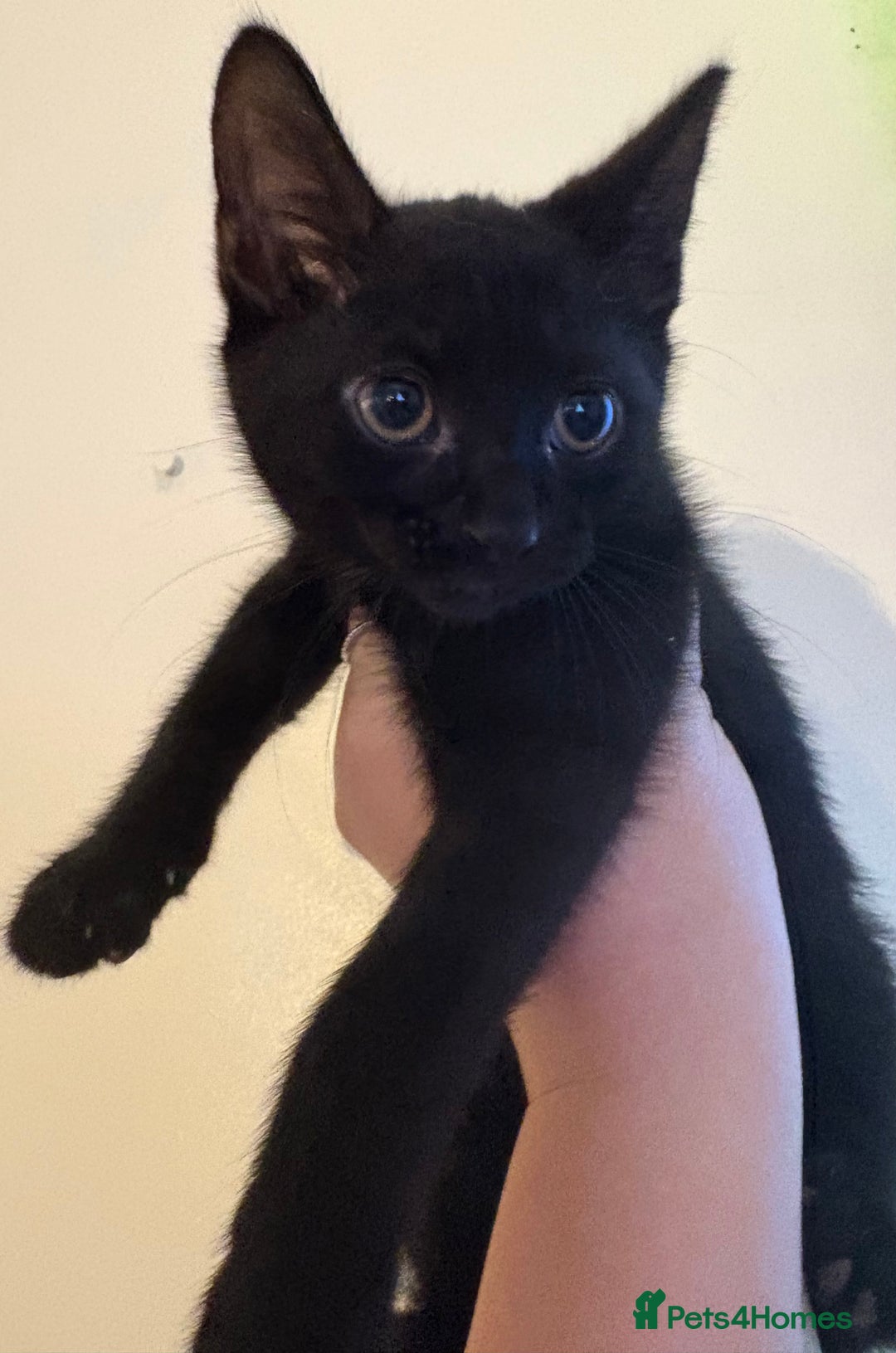 Mixed Breed cats for sale: 11 week old male kitten  - Image 1