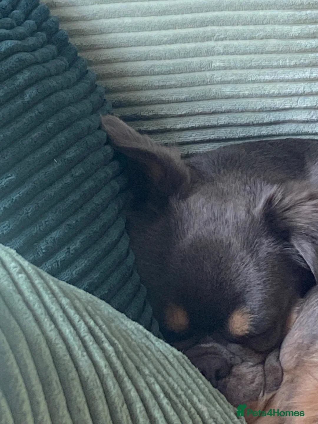 Frug dogs for sale: Baby Bailey  - Advert 2