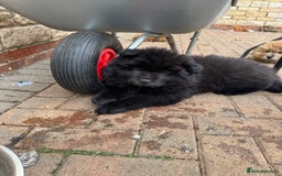 Chow Chow dogs for sale:  🐾 LAST TWO Ready to go STUNNING GIRL chow chows* - Image 5
