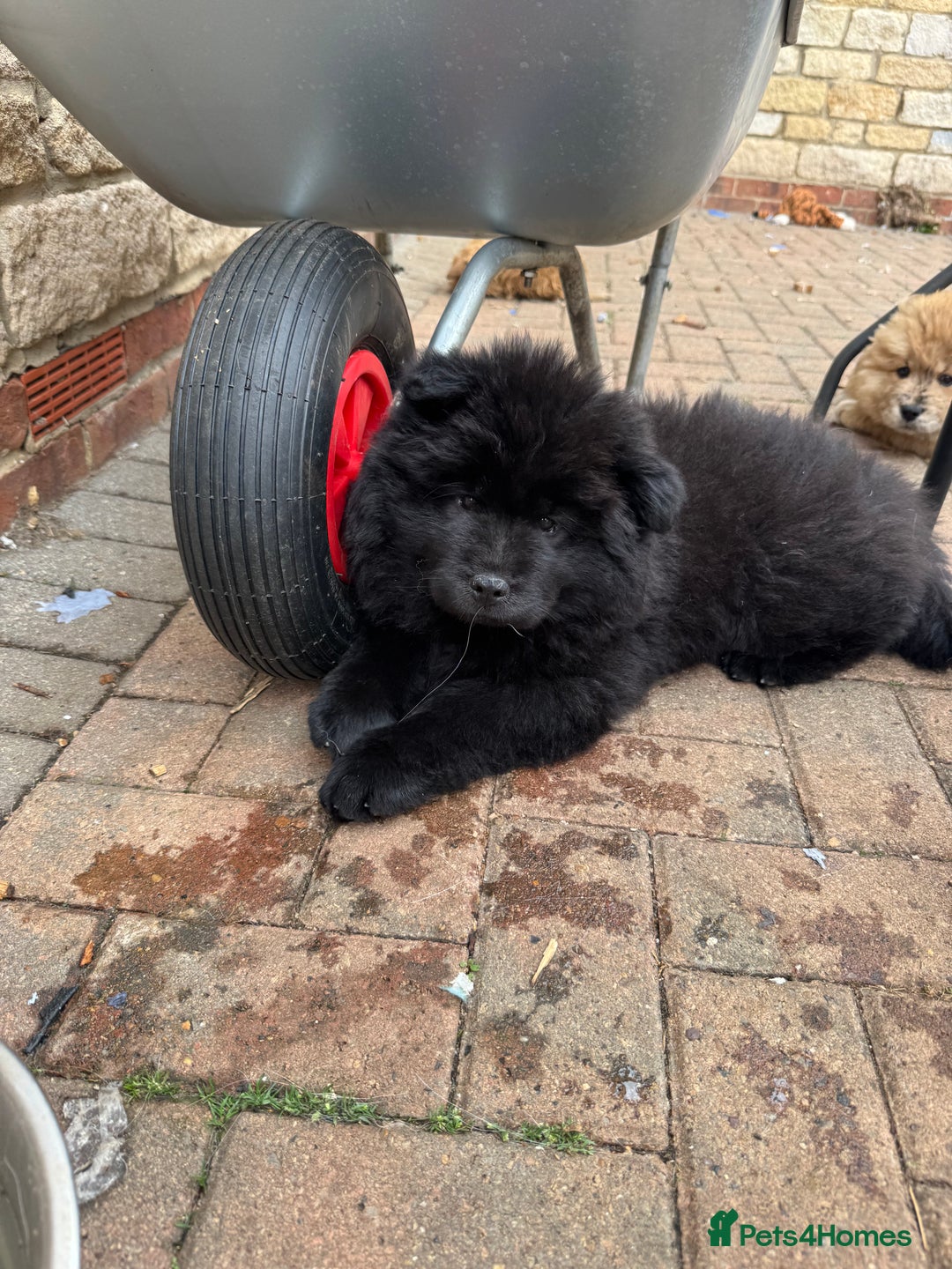 Chow Chow dogs for sale:  🐾 LAST TWO Ready to go STUNNING GIRL chow chows* - Image 5
