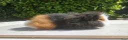 Guinea Pig rodents for sale: Baby male swiss guinea pigs  - Advert 2