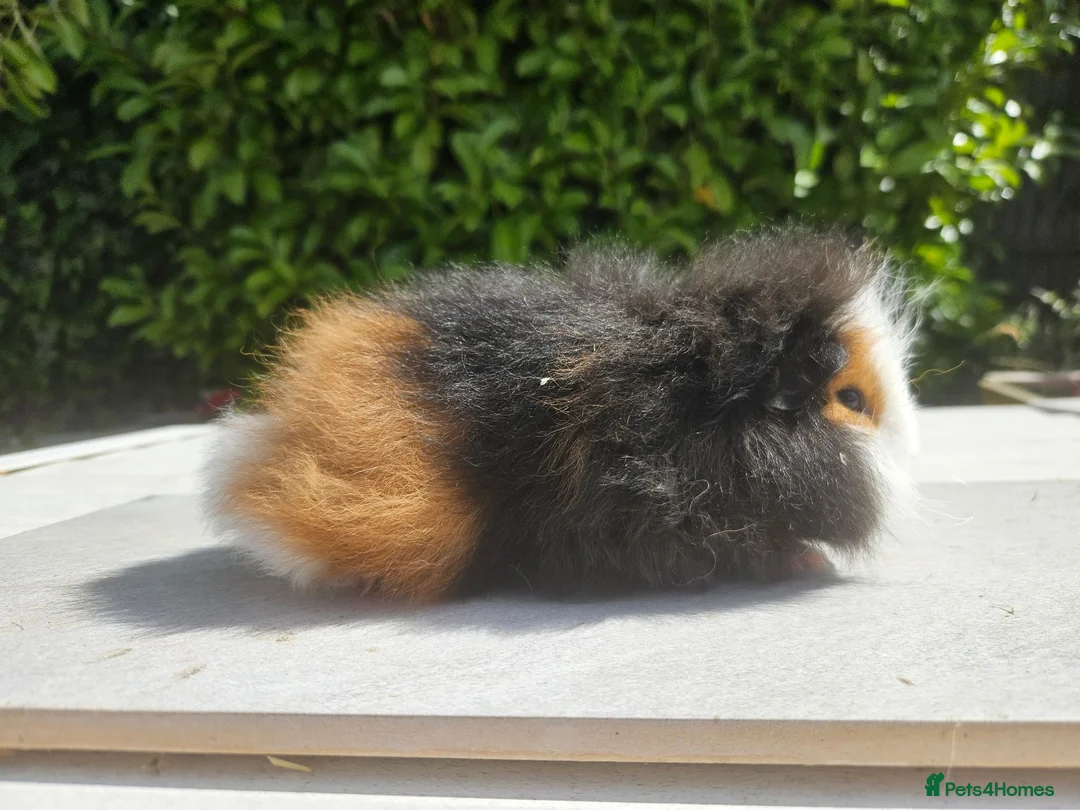 Guinea Pig rodents for sale: Baby male swiss guinea pigs  - Advert 2