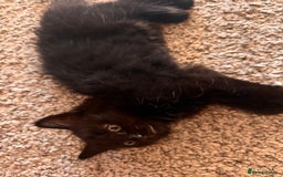 Mixed Breed cats for sale: Beautiful female kitten  - Image 6