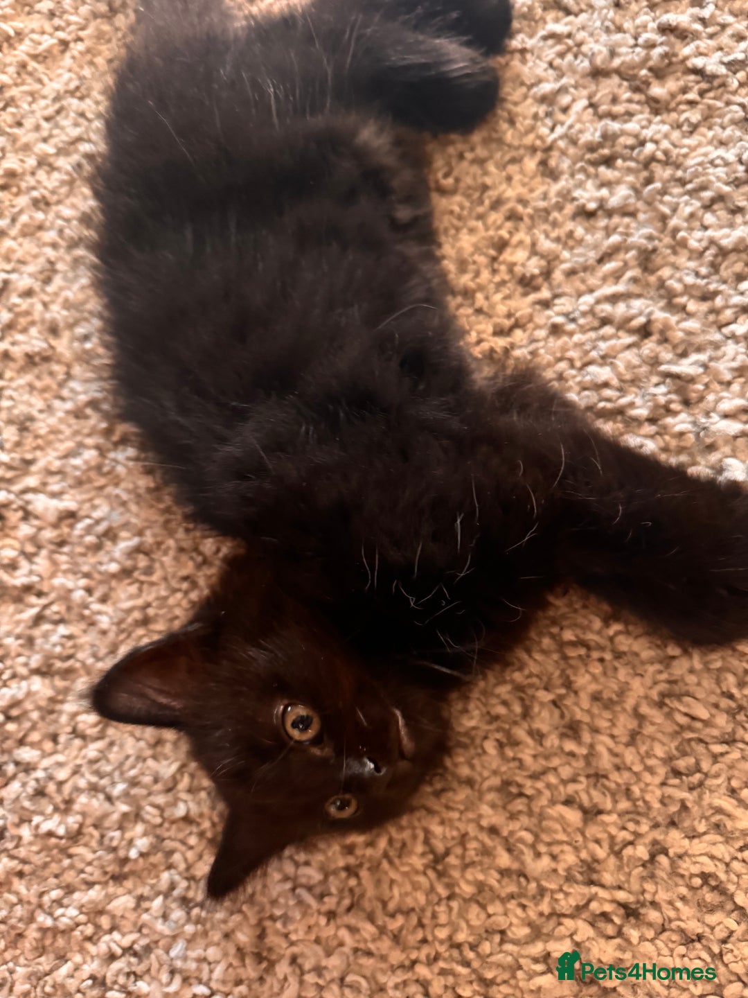 Mixed Breed cats for sale: Beautiful female kitten  - Image 6