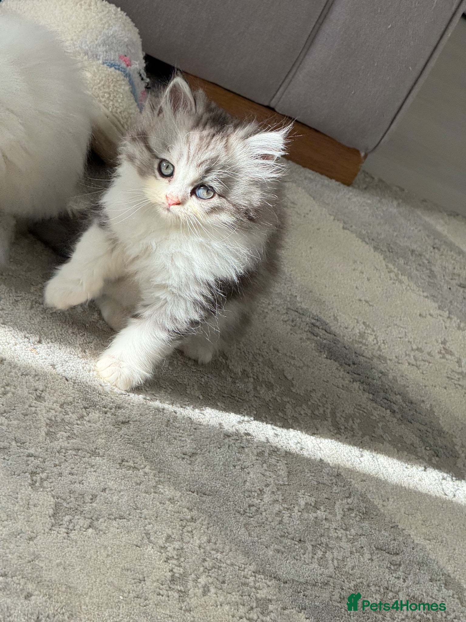 Persian cats Kitten  - Advert 9