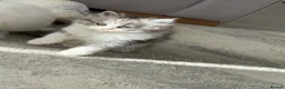 Persian cats for sale: Kitten  - Advert 1