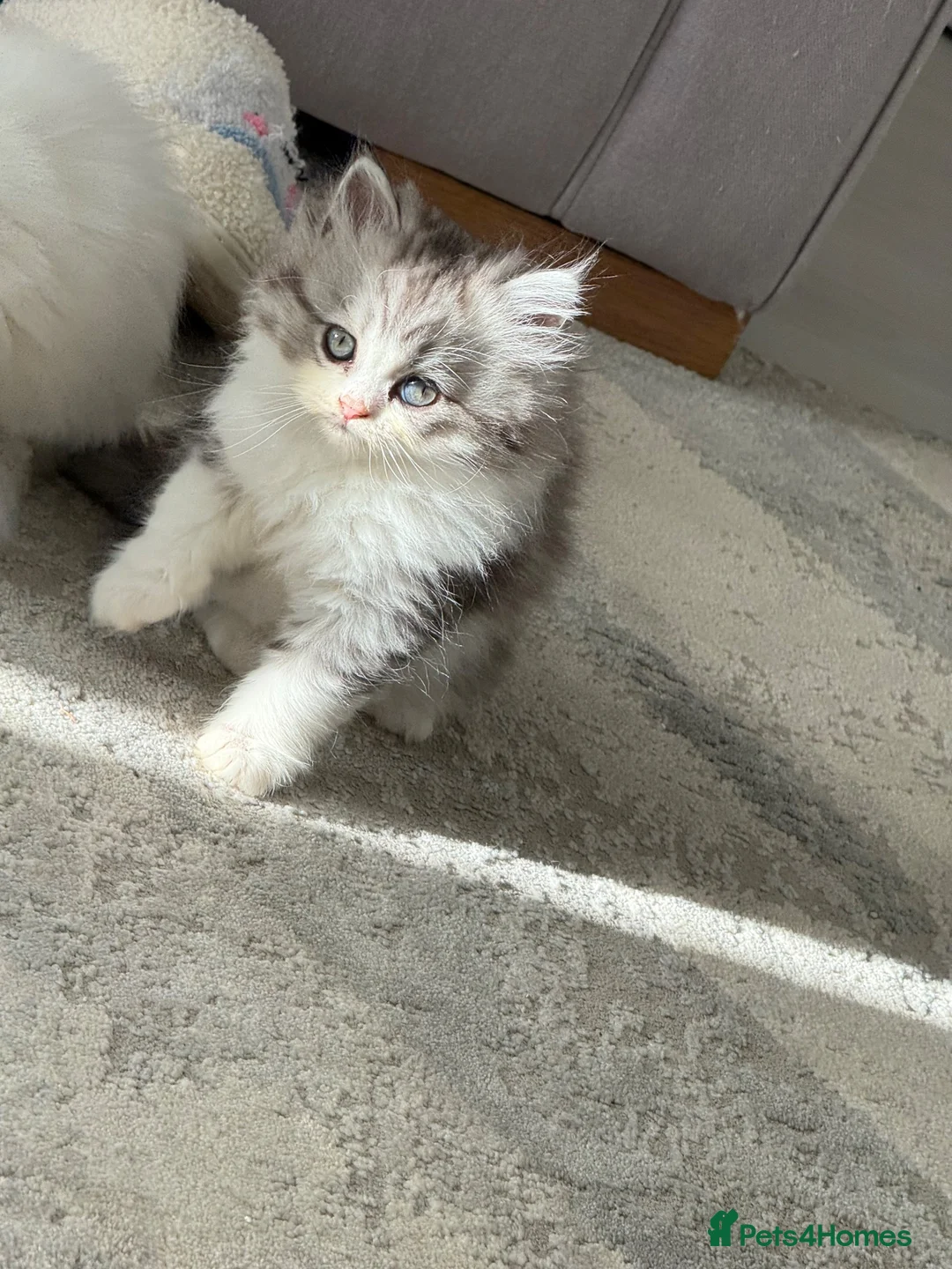 Persian cats for sale: Kitten  - Advert 1