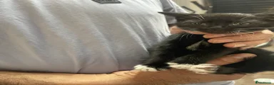 Mixed Breed Kitten 4