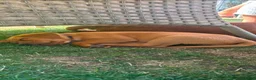 Labrador Retriever dogs for sale: Labrador puppies Fox Red - Advert 12