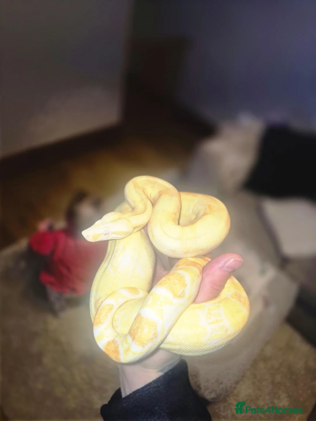 Boa Snake reptiles for sale: Female sunglow boa - Advert 3