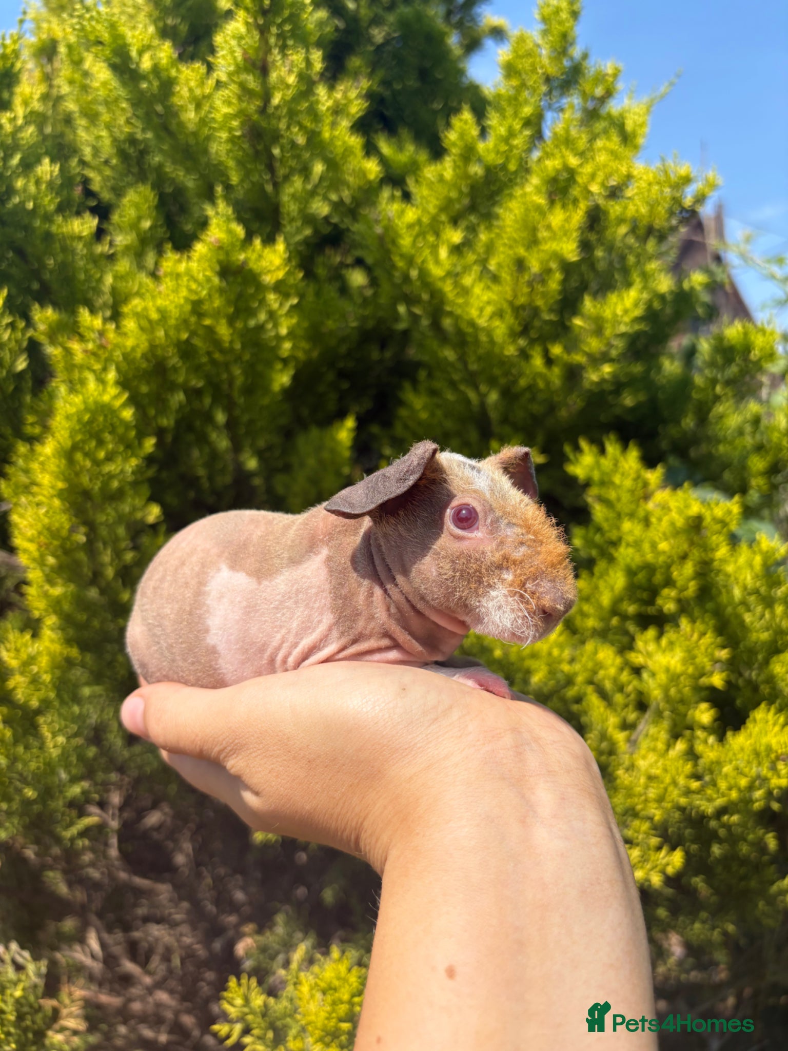 Guinea Pig rodents MULTIPLE SKINNY BOYS AVAILABLE 🩵💫 - Advert 2