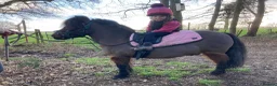Shetland pony horses for sale: Child’s best friend  in Burton-on-Trent - Advert 15