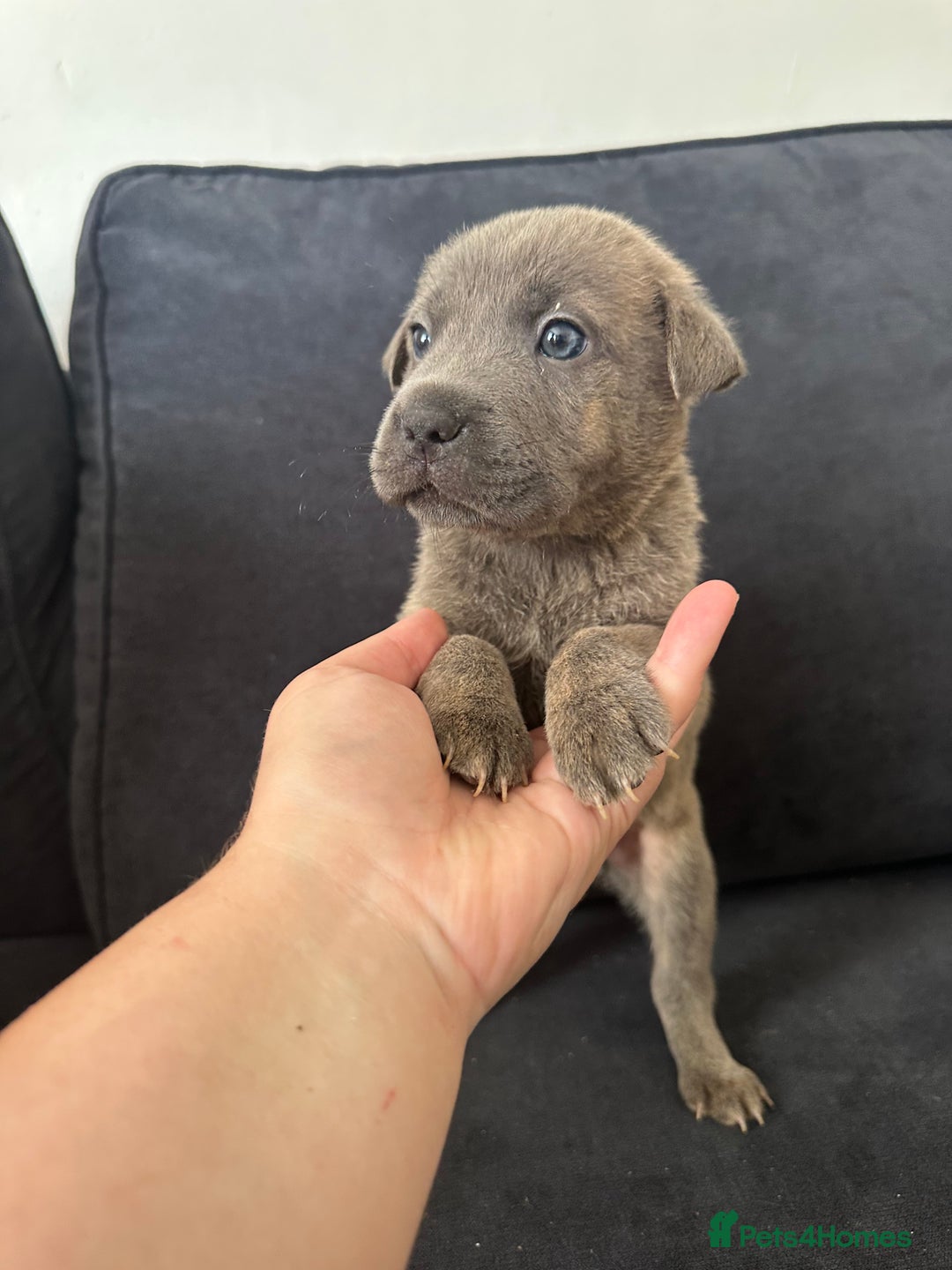 Mixed Breed dogs for sale: Ready to leave!! Staffy X Shar Pei puppies puppy - Image 32