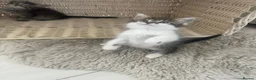 Mixed Breed cats for sale: Fluffy Tabby Kittens Ready  - Advert 3