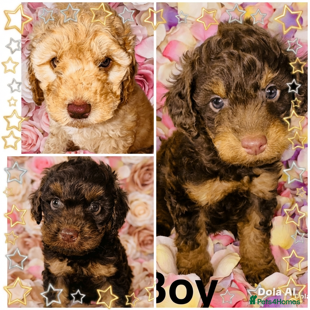Cockapoo dogs DNA TESTED, Outstanding Cockapoos, Ready 6th May  - Advert 1