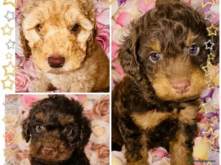 Cockapoo dogs DNA TESTED, Outstanding Cockapoos, Ready 6th May - Advert 4