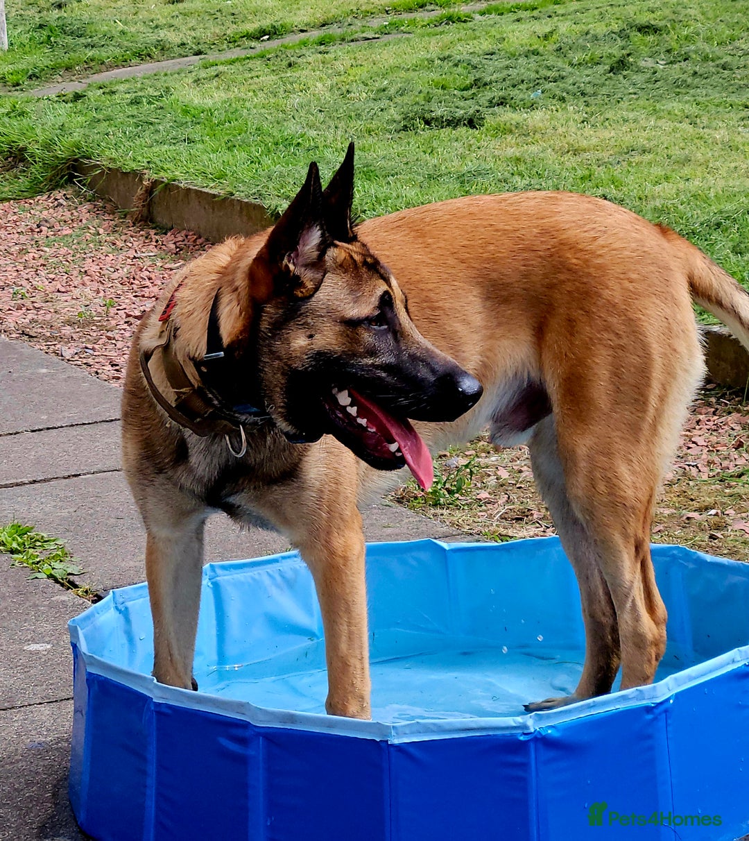 Belgian Shepherd Dog dogs for sale: Belgian mallinos pup - Image 6