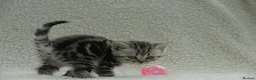 British Shorthair cats for sale: Gccf registered British Shorthair silver tabby's  - Advert 3