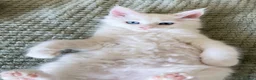 Maine Coon cats for sale: Maine Coon Kittens  - Advert 8