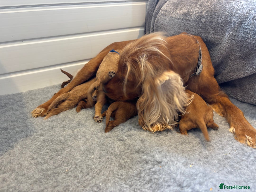 Cockapoo dogs for sale: 🐶Stunning F1 Cockapoos🐾health tested patents 🧬  - Image 9