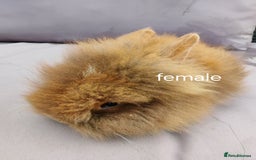 Lionhead rabbits for sale: Double maned lion head babies ready to leave now - Image 9