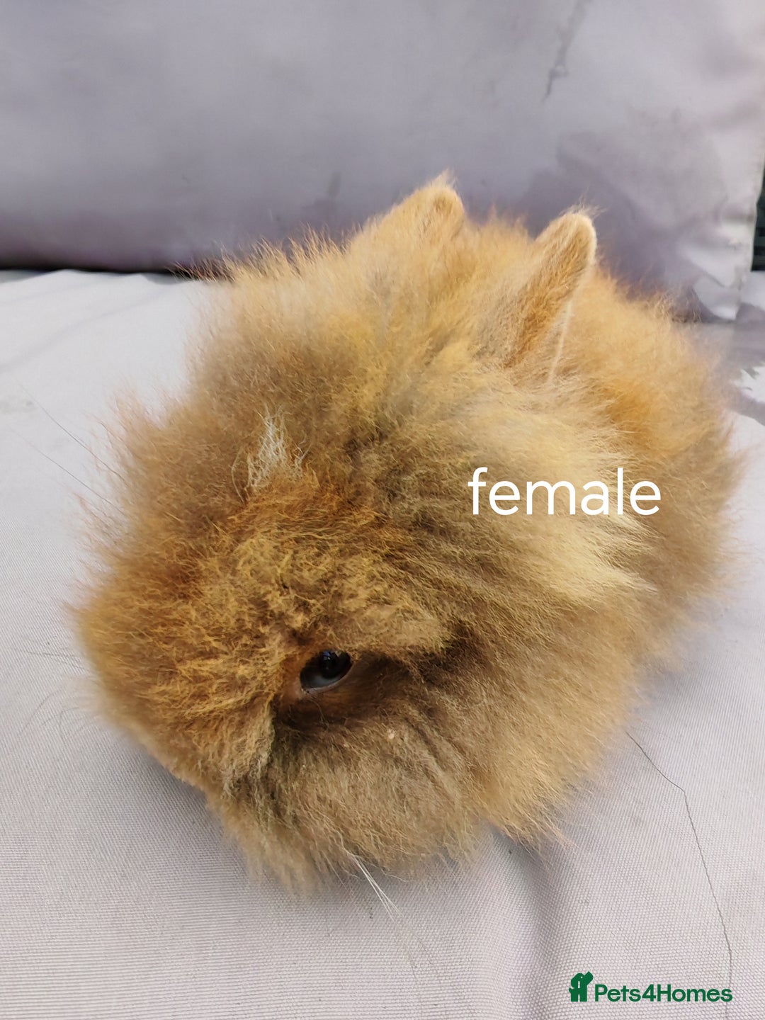 Lionhead rabbits for sale: Double maned lion head babies ready to leave now - Image 9