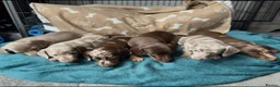 Miniature Dachshund dogs for sale: Beautiful Miniatures  in Manchester - Advert 1