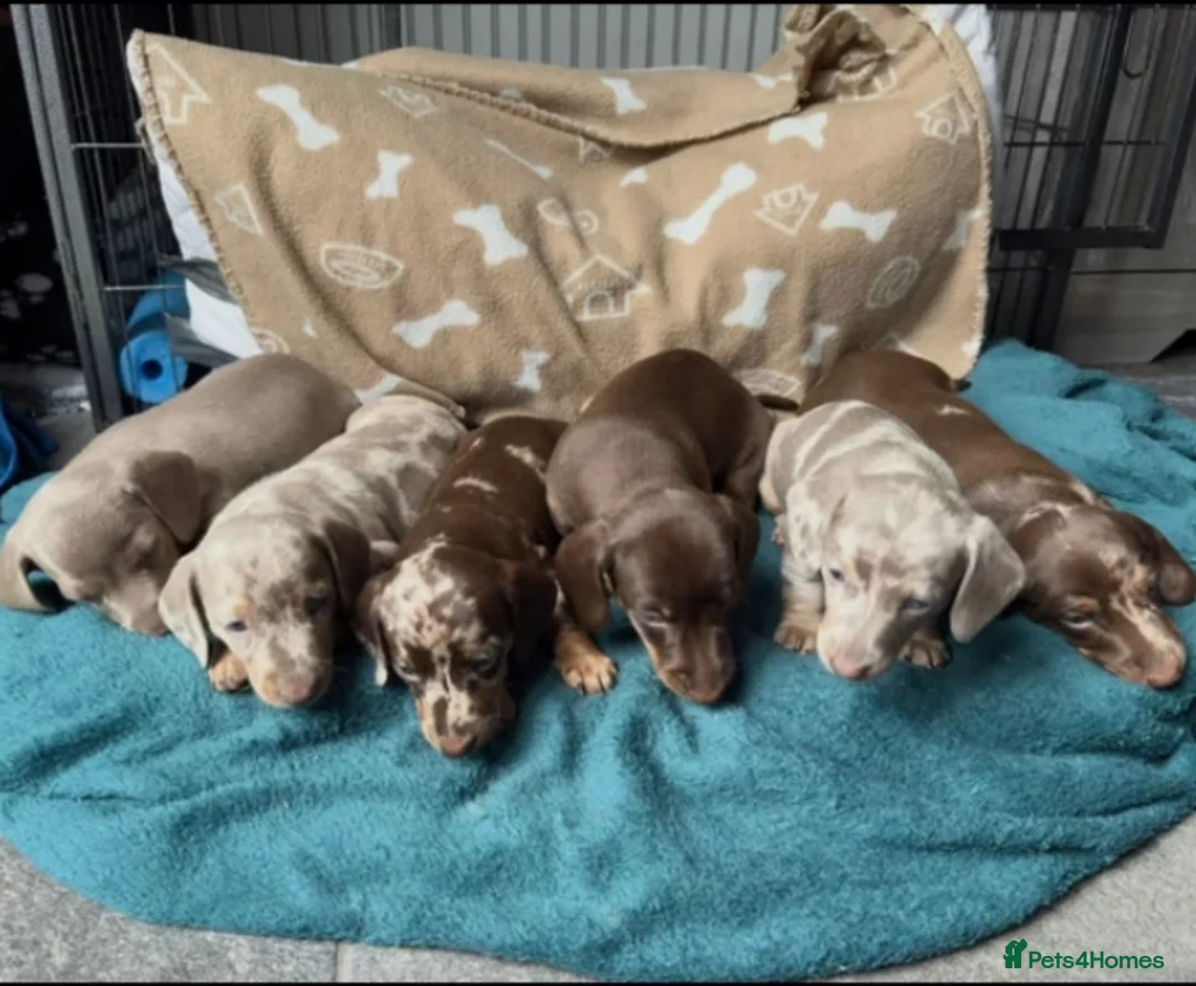 Miniature Dachshund dogs for sale: Beautiful Miniatures  in Manchester - Advert 1