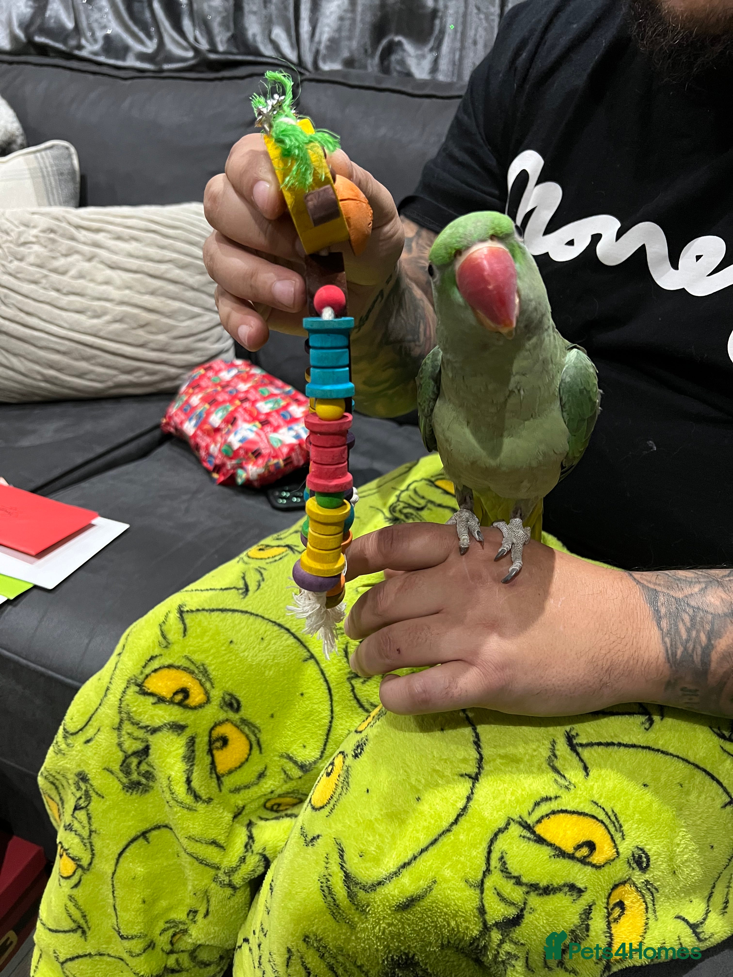 Parakeets birds Kiwi - The Alexandrian Parakeet - Advert 1