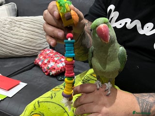 Parakeets birds - Advert 4