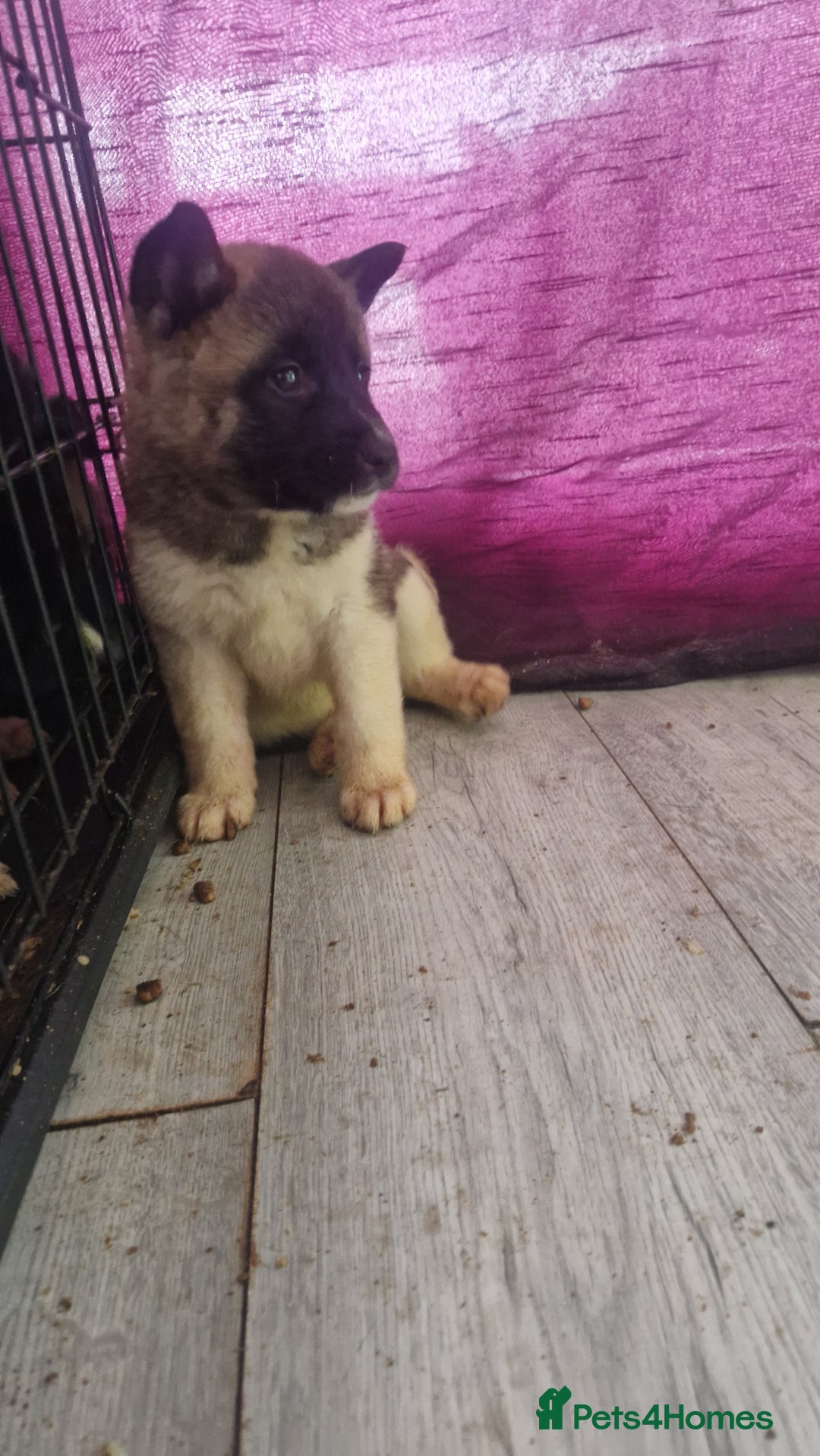 Akita dogs for sale: BEAUTIFUL  AMERICAN AKITAS - Advert 8