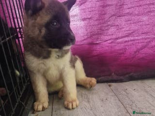 Akita dogs BEAUTIFUL AMERICAN AKITAS - Advert 7