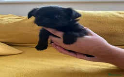 Griffon Bruxellois dogs for sale: Griffon Bruxellois Puppies - Image 15