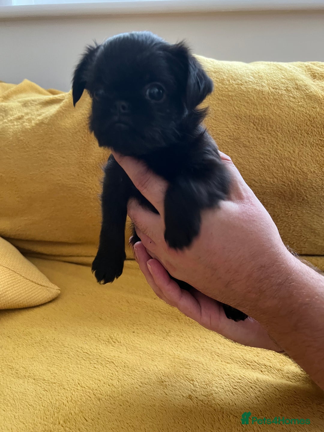 Griffon Bruxellois dogs for sale: Griffon Bruxellois Puppies - Image 15