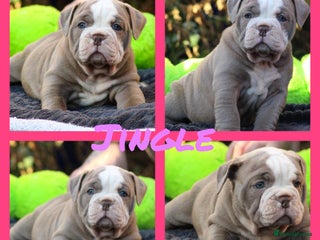 Olde English Bulldogge dogs Beautiful olde English bulldogs 🩷 - Advert 1