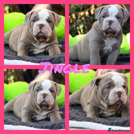 Olde English Bulldogge dogs Beautiful olde English bulldogs 🩷 - Advert 7