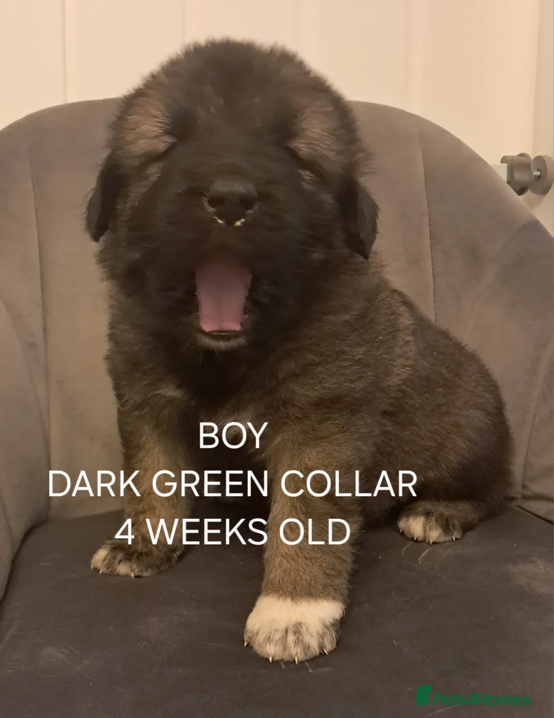 Caucasian Shepherd Dog dogs for sale: Beautiful big boned Caucasian puppies  - Advert 4