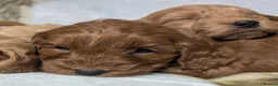 Cockapoo dogs for sale: Quality F1 Cockapoo puppies  in Ammanford - Advert 7