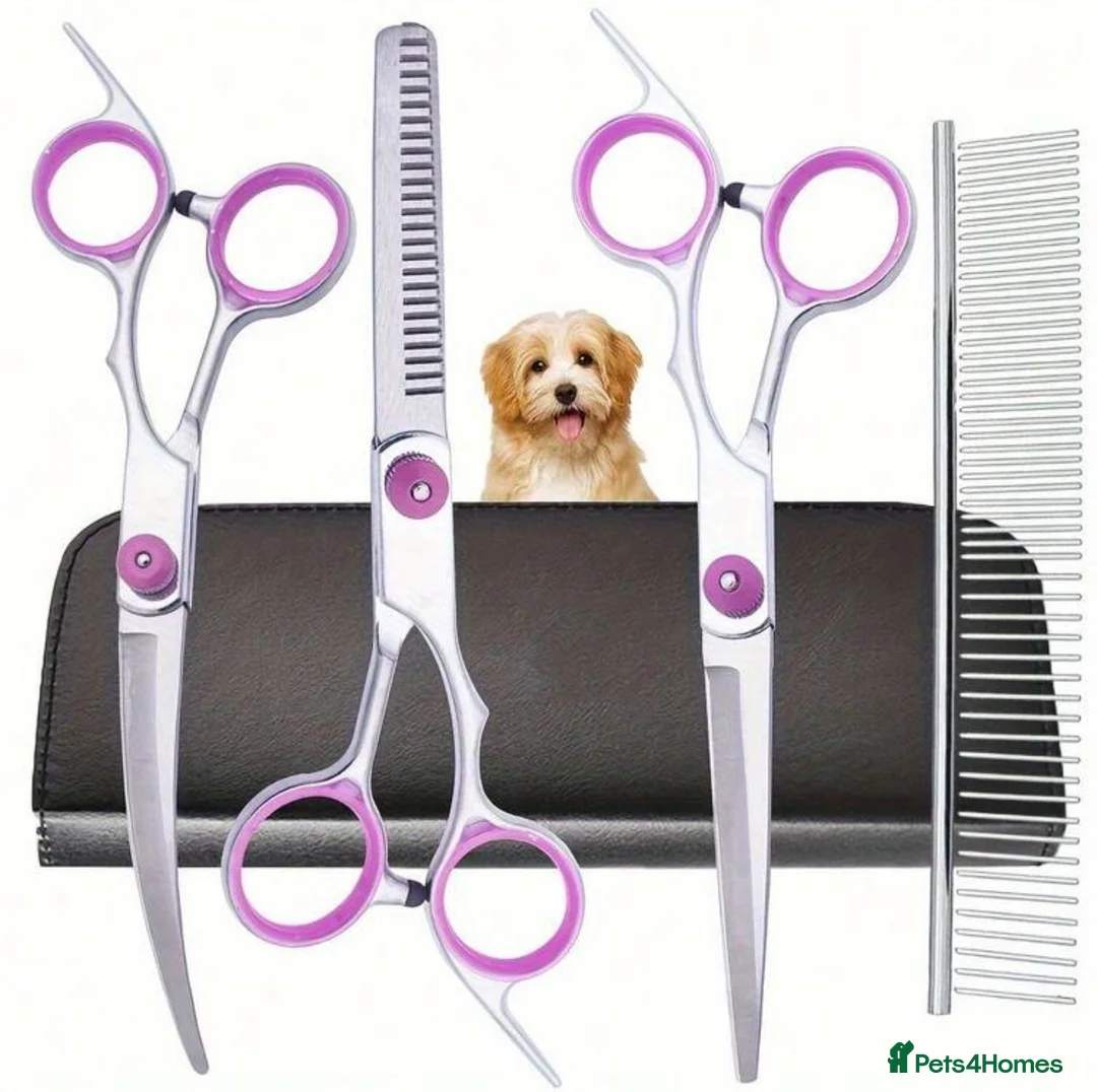 Cockapoo dogs for sale: Beautiful Cockapoo  - Advert 8