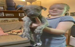 Whippet dogs for sale: Adorable home bred KC whippets - Image 31