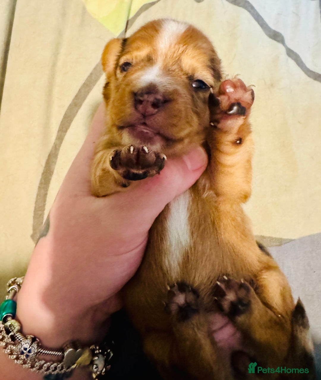 Mixed Breed dogs for sale: Beautiful Dachshunds for sale  - Image 20