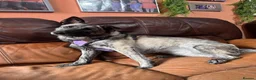 Mixed Breed dogs for adoption: Medium, F, loves people & dogs, great character! - Advert 5