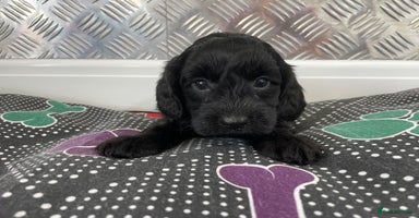 Cockapoo dogs - Advert 4