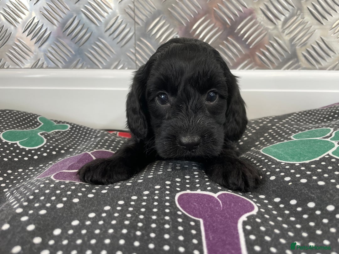 Cockapoo dogs for sale: F1 Cockapoos for sale  - Image 24