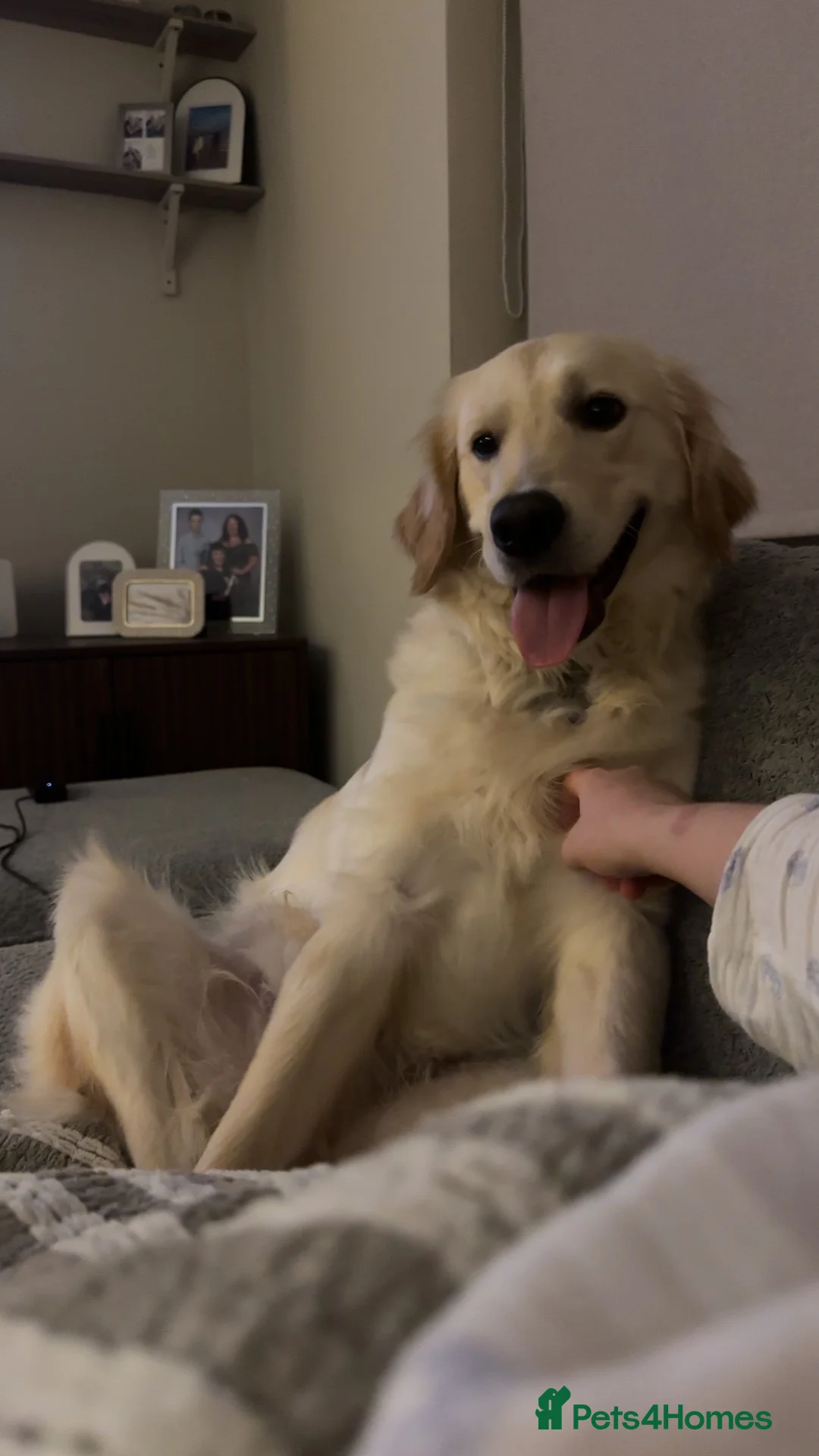 Golden Retriever dogs for sale: Golden retriever - 10 months old  - Advert 5