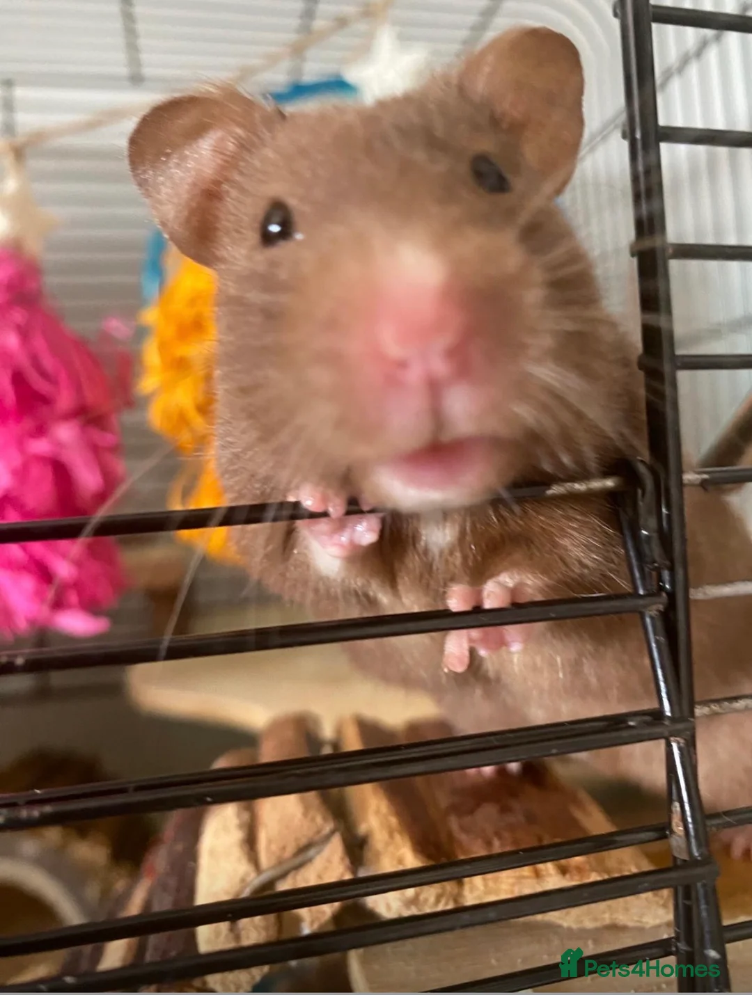 Hamster rodents for sale: Hamster in Crawley - Advert 2