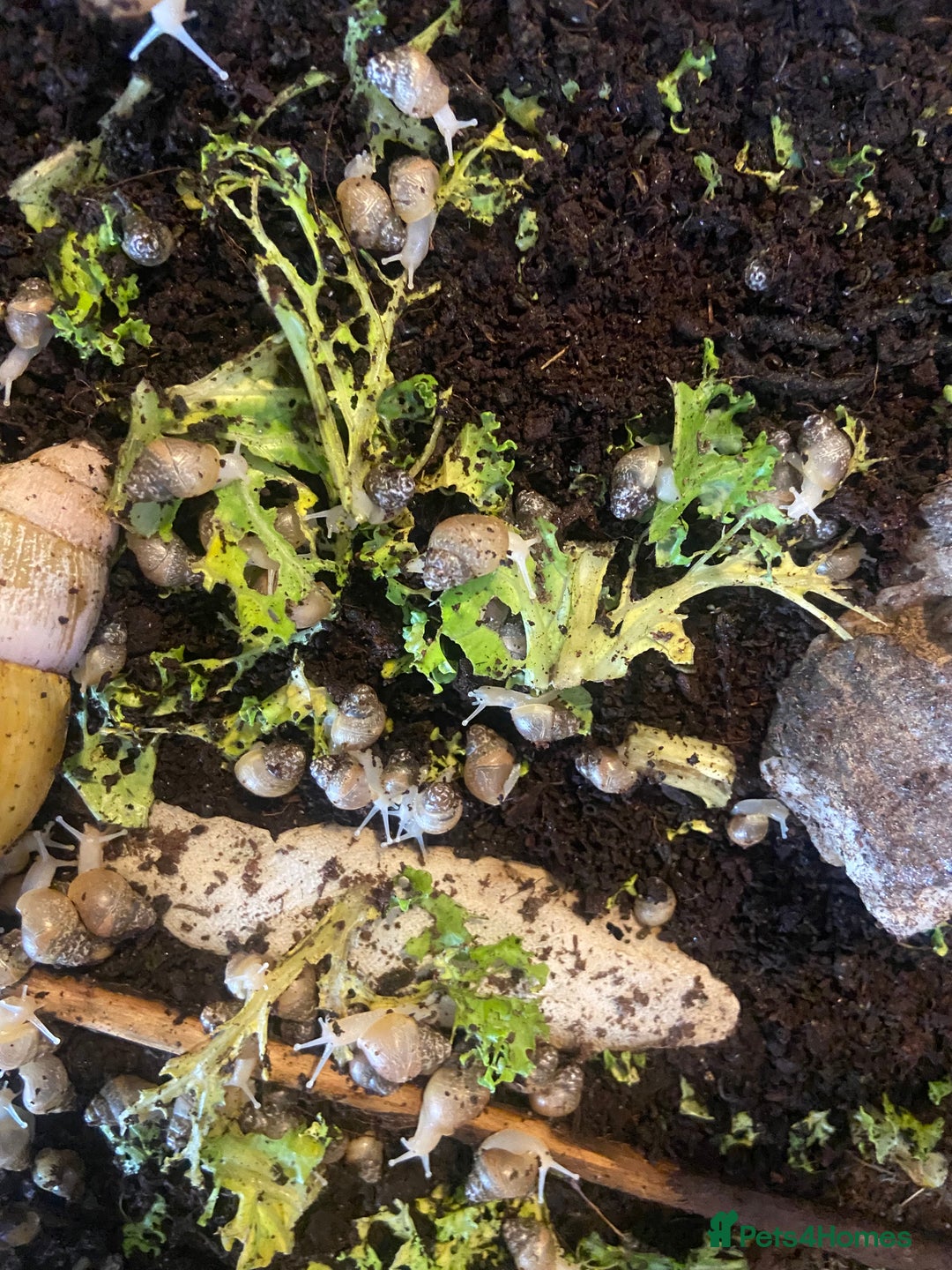 Snails invertebrates for sale: Giant African Land Snail Babies x 5  - Image 2