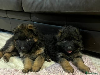 German Shepherd dogs Outstanding long haired Gsd pups for sale - Advert 16