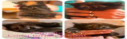 Mixed Breed cats for sale: 8 beautiful kittens long and short haired  - Advert 2